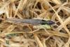 Omocestus petraeus